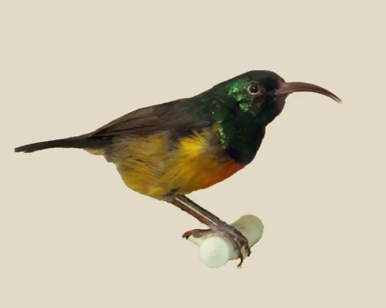 Loveridge's sunbird