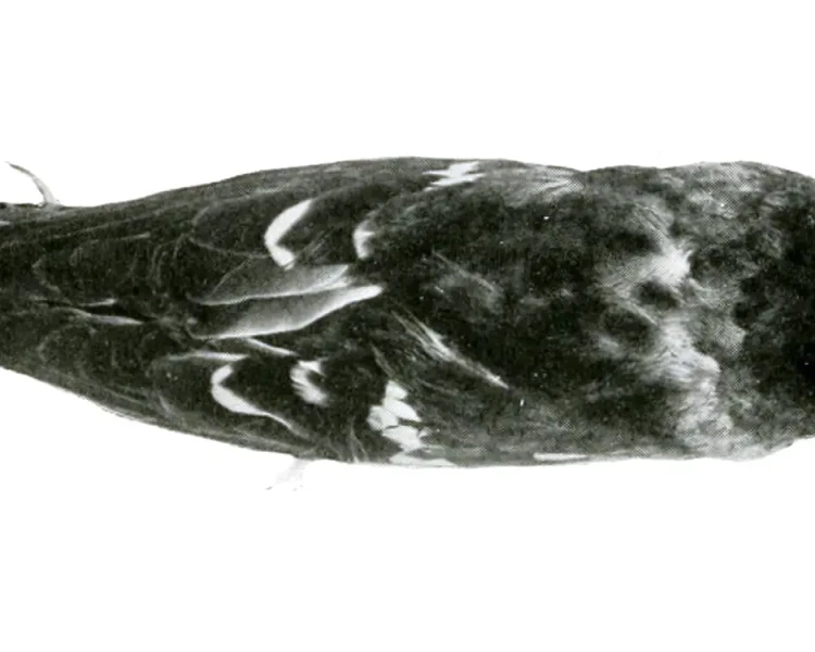 Hispaniolan crossbill
