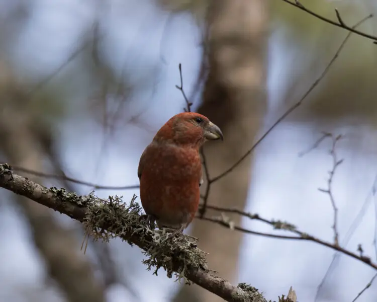 Parrot crossbill