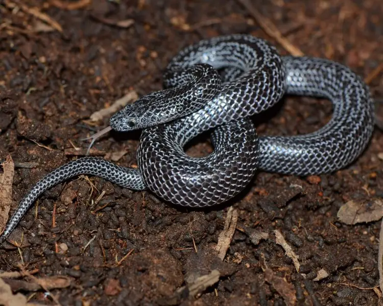 Lycophidion variegatum - Facts, Diet, Habitat & Pictures on Animalia.bio