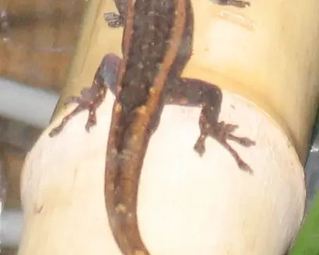 Matschie's dwarf gecko