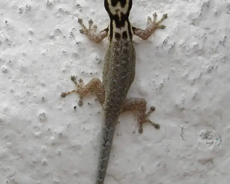 White-headed dwarf gecko