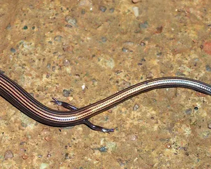 Lygosoma lineata