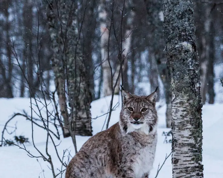 Northern lynx