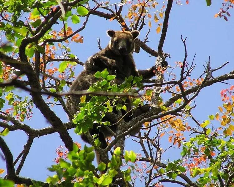 Bennett's Tree-Kangaroo