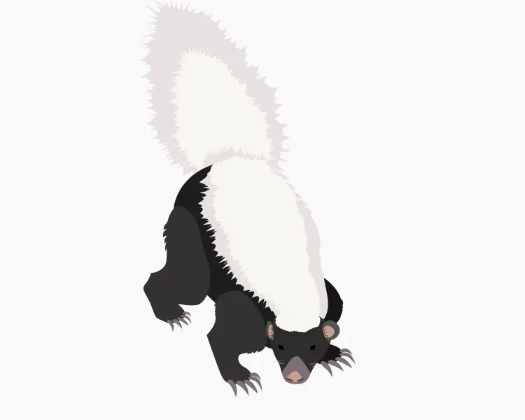 American Hog-Nosed Skunk