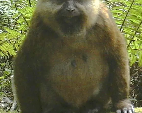 White-cheeked macaque