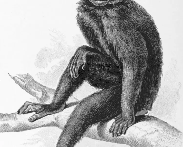 Gorontalo macaque