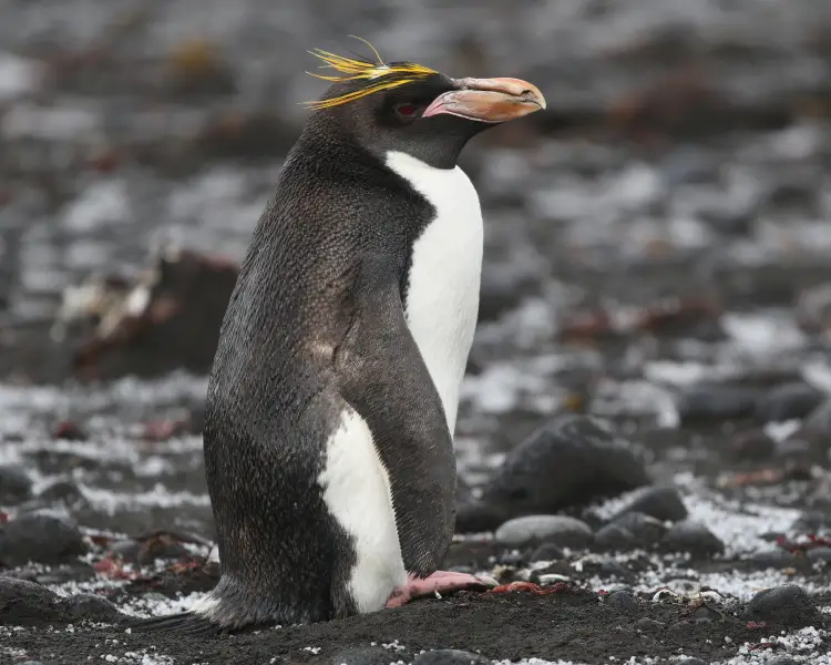 Пінгвін золотоволосий