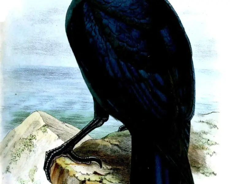 White-billed crow