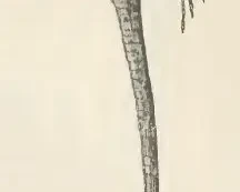 Congolacerta vauereselli