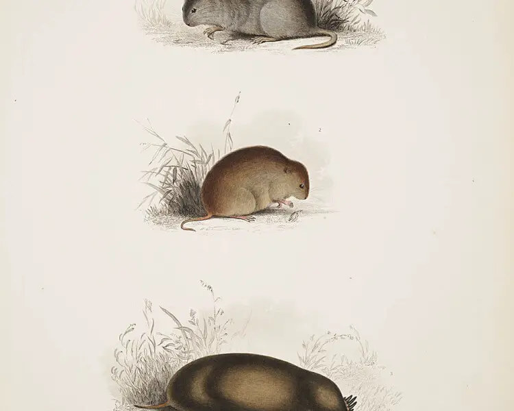 meadow vole drawing