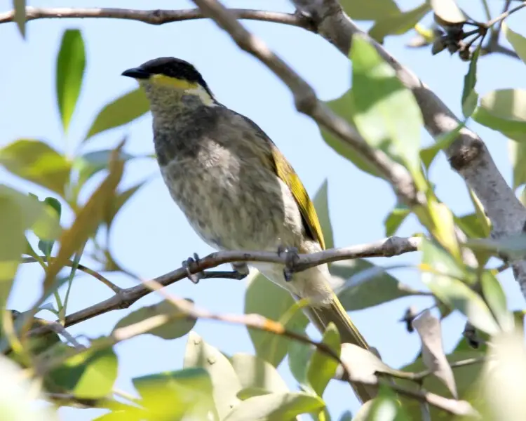 Mangrove honeyeater - Facts, Diet, Habitat & Pictures on Animalia.bio