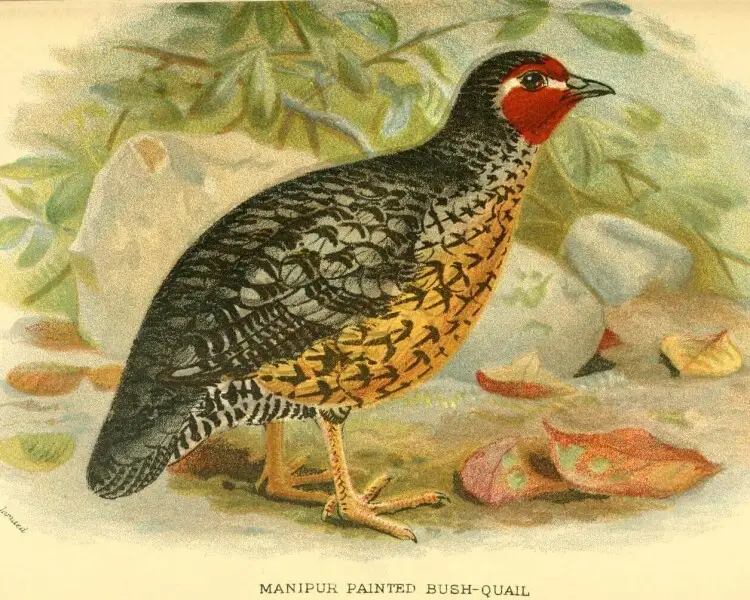 Manipur bush quail
