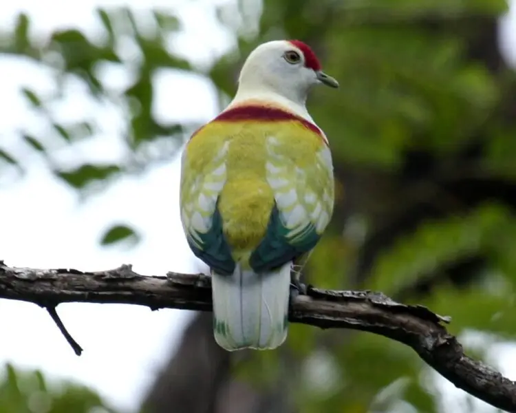 many-colored-fruit-dove-facts-diet-habitat-pictures-on-animalia-bio