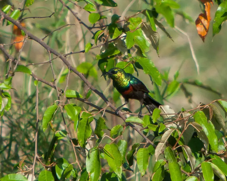 Marico sunbird