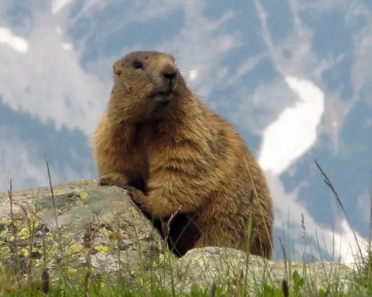 Alpine Marmot - Facts, Diet, Habitat & Pictures on 