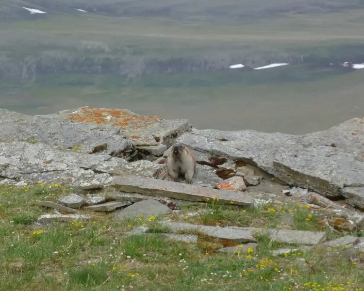 Alaska marmot