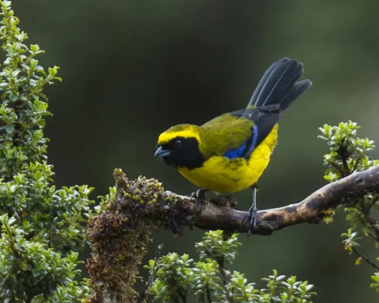 Tephrophilus wetmorei факти, дієта, ареал і фотографії на Animalia.bio
