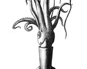 Echinoteuthis atlantica