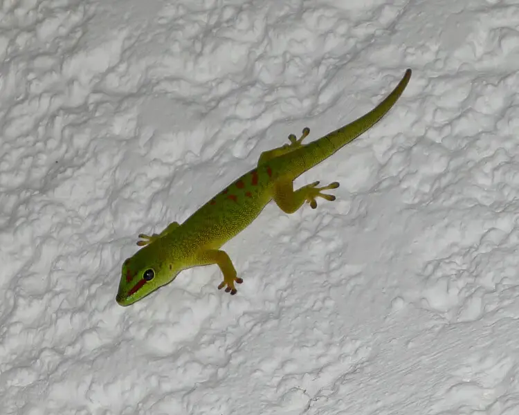 Blue-tailed day gecko