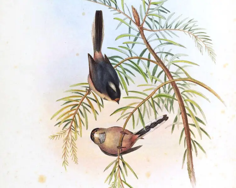 Aegithalos glaucogularis Fakten, Ernährung, Lebensraum & Bilder auf