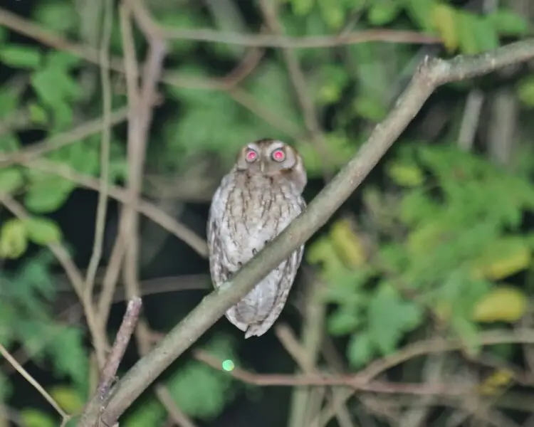 Middle American screech owl