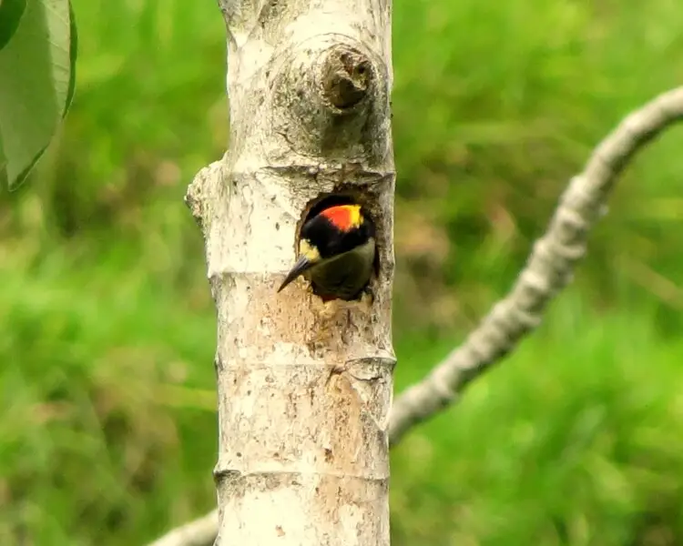 Beautiful woodpecker