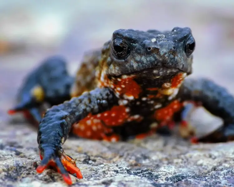 Maldonada redbelly toad
