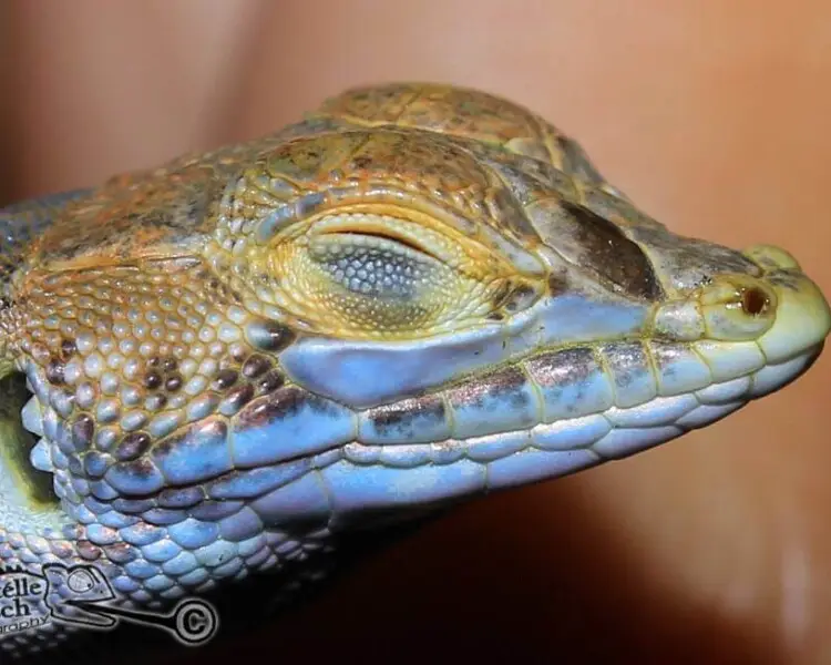 Spotted sand lizard Facts, Diet, Habitat & Pictures on Animalia.bio