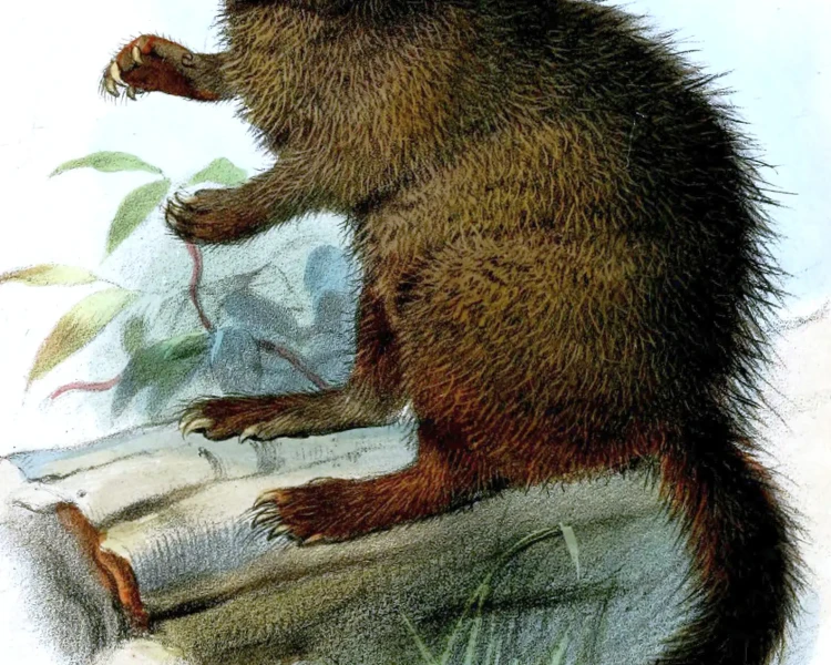 Mysateles melanurus Fatti, dieta, habitat e immagini su Animalia.bio