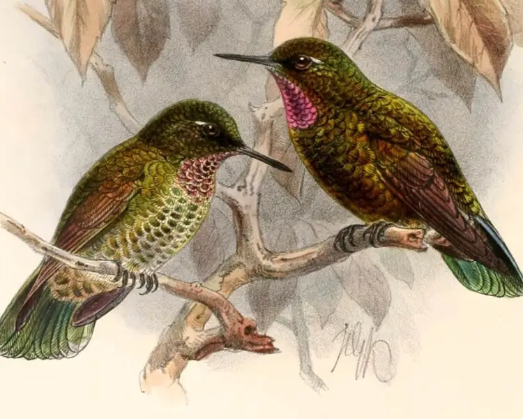 Violet-throated metaltail