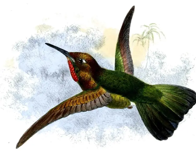 Fiery-throated metaltail