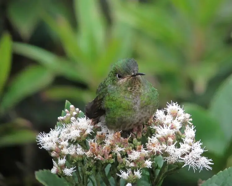 Metallura williami