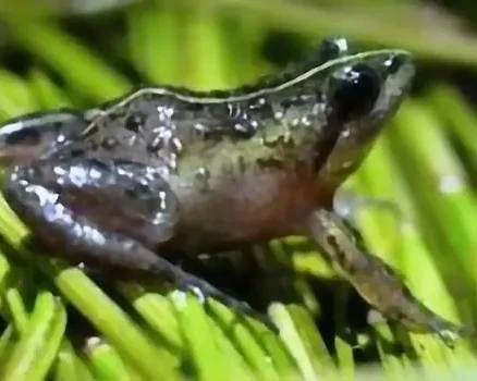 Micro frog