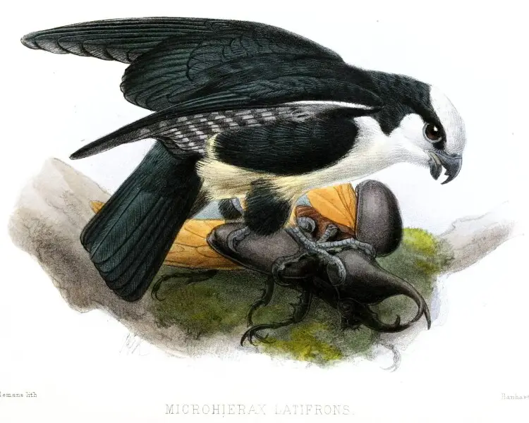 White-fronted falconet