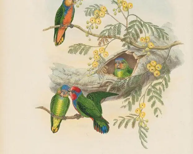 Red-breasted pygmy parrot