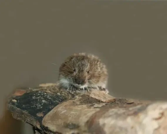 Tatra pine vole