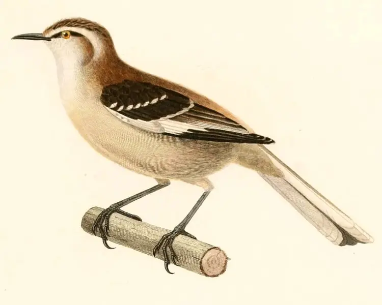 Brown-backed mockingbird