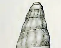 Mitromorpha paula