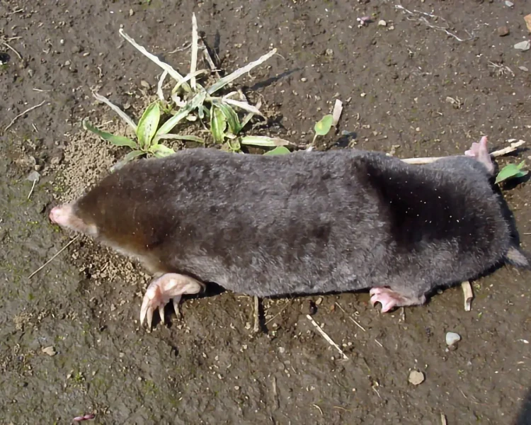 Small Japanese mole