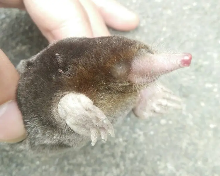 Kano mole - Facts, Diet, Habitat & Pictures on Animalia.bio