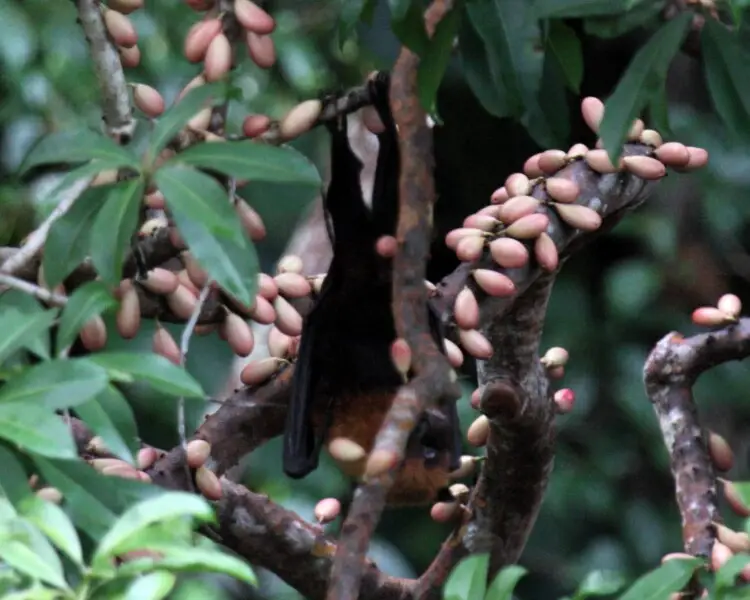 Pteropus argentatus