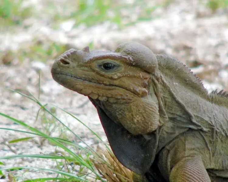 Mona ground iguana