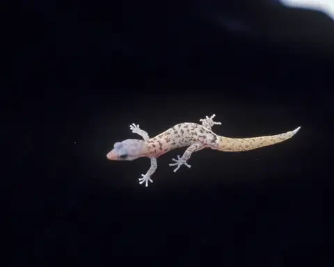 Monito gecko