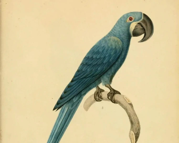 Glaucous macaw