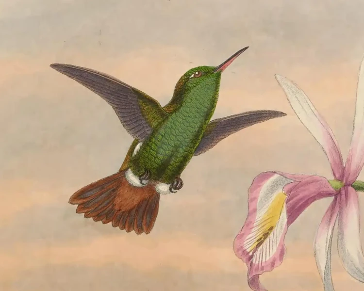 Green-bellied hummingbird