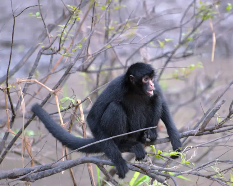 black-headed-spider-monkey-facts-diet-habitat-pictures-on