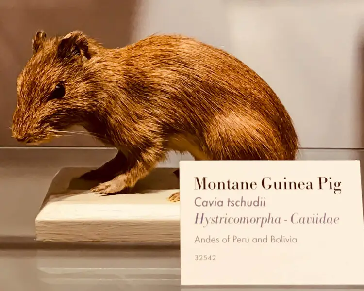 Montane guinea pig