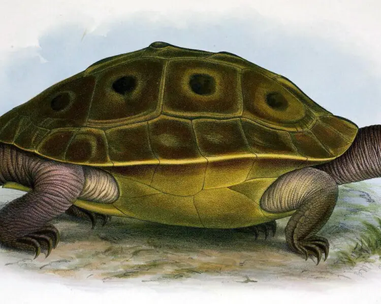 Burmese eyed turtle